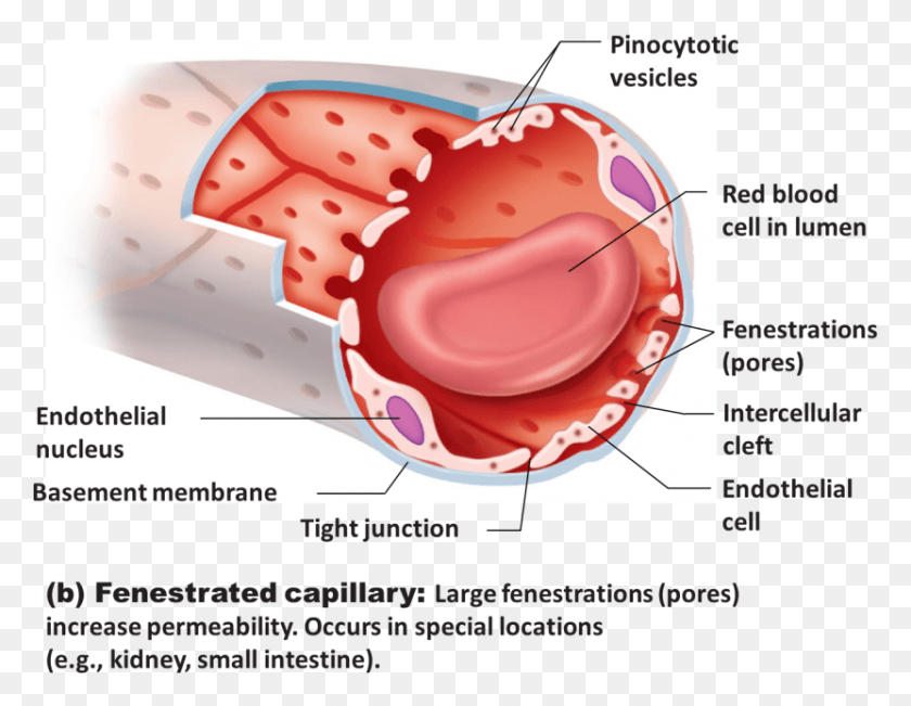 831x630 Capillary Pinocytotic Vesicles In Endothelial Cells, Food, Helmet, Clothing HD PNG Download