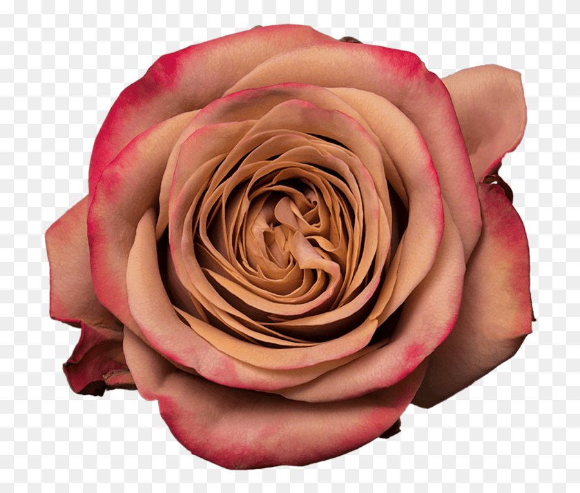 716x655 Капучино Флорибунда, Роза, Цветок, Растение Hd Png Скачать