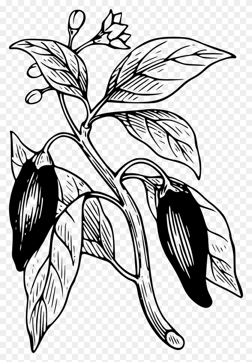 870x1280 Capsicum Chilli Pepper Plant Image Dibujo Planta De Pimentn, Gray, World Of Warcraft HD PNG Download