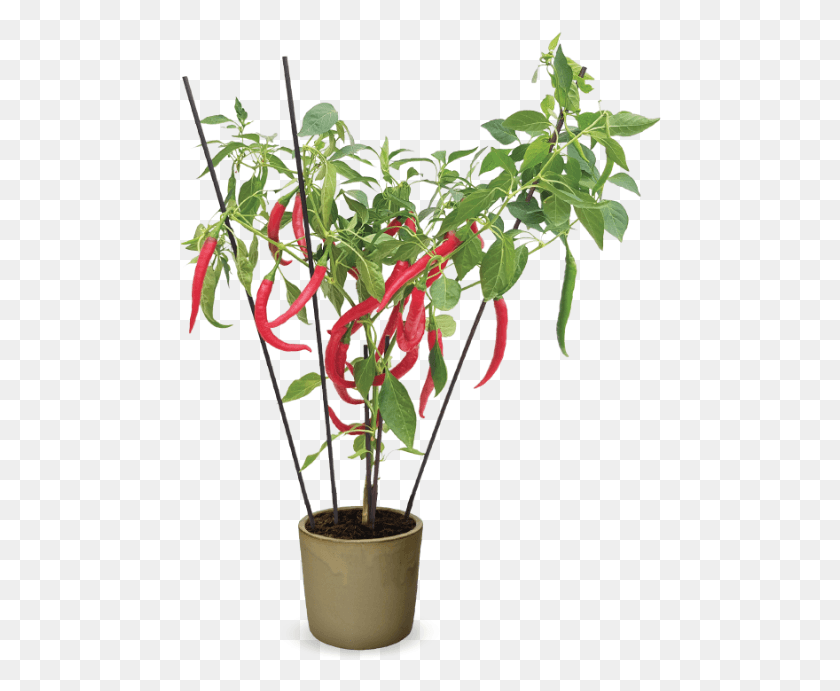 482x631 Capsicum Hot 39Fire Flame39 Комнатное Растение, Растение, Икебана Png Скачать