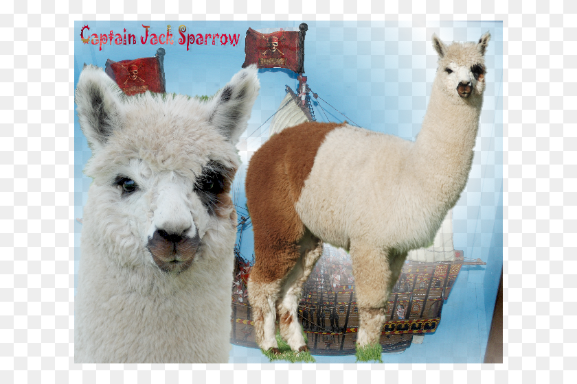 624x500 Captain Jack Sparrow Iar 158276 Dob 20409 Llama, Mammal, Animal, Alpaca HD PNG Download