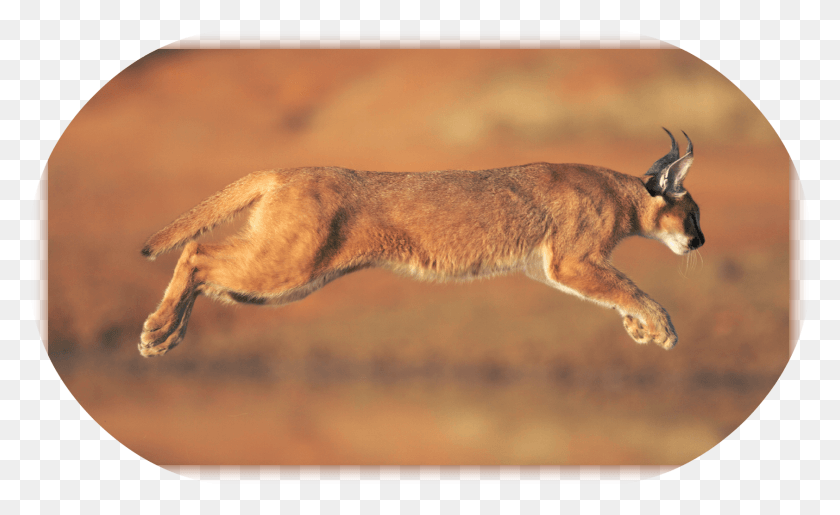 1684x984 Caracal Animal Caracal Pulando, Wildlife, Cougar, Mammal HD PNG Download