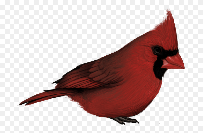 701x489 Cardinal 92029 Cardinal With Transparent Background, Bird, Animal HD PNG Download