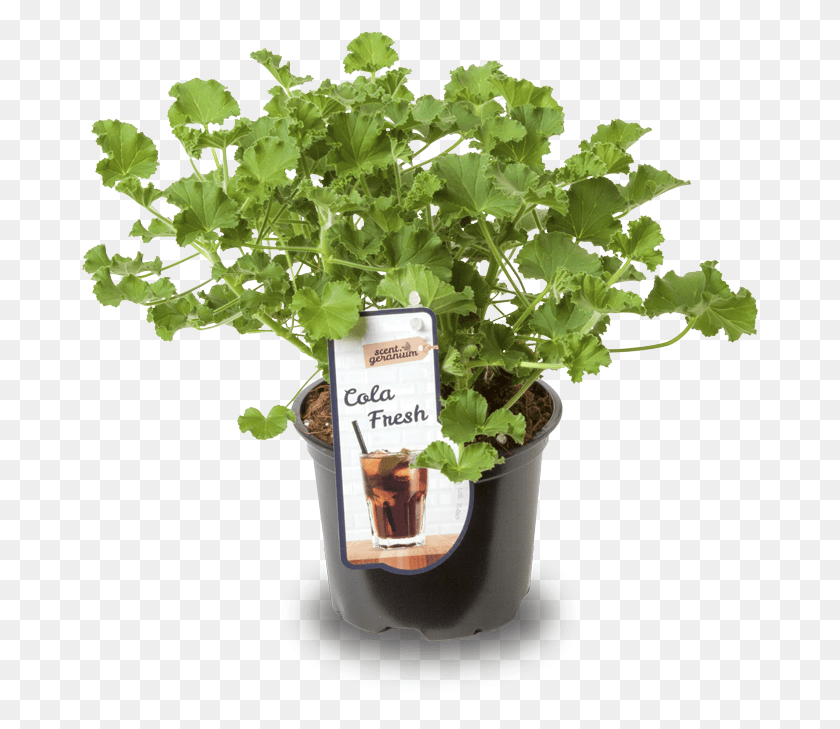 679x669 Care Tips Citroen Geranium, Plant, Kale, Cabbage HD PNG Download