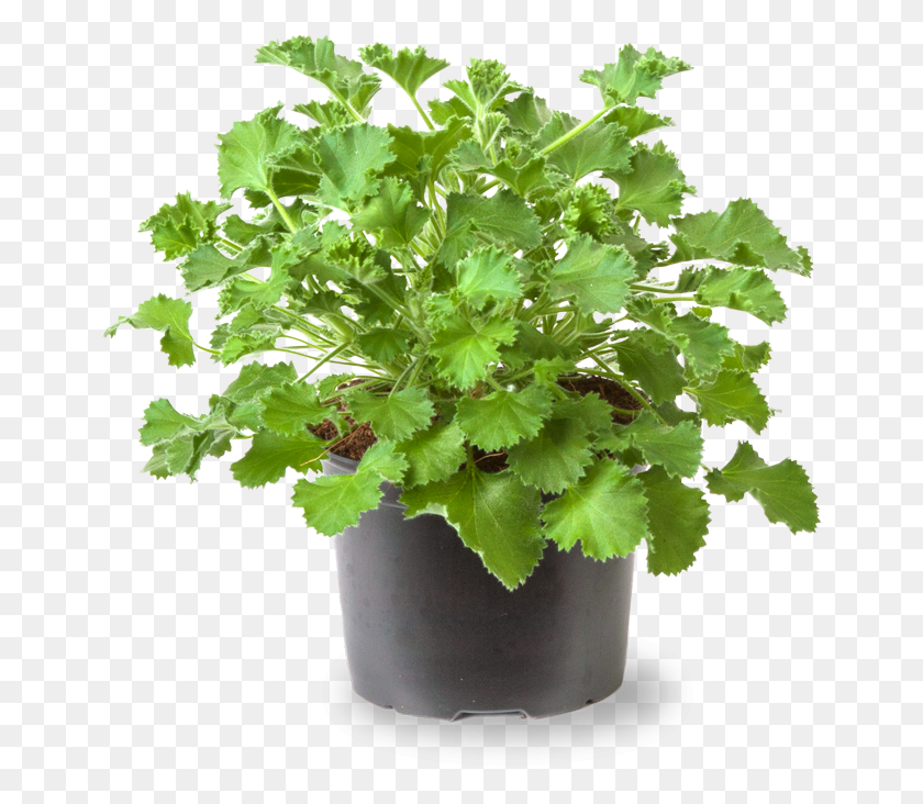 656x672 Care Tips Citrus Geranium, Plant, Vase, Jar HD PNG Download