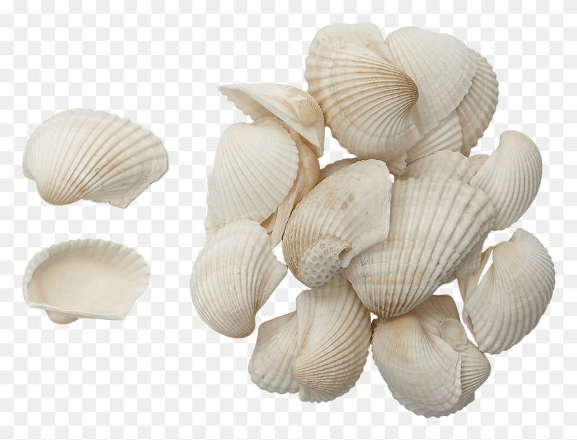 1711x1275 Caribbean Ark Shells 2 3 1 Gallon, Clam, Seashell, Invertebrate HD PNG Download