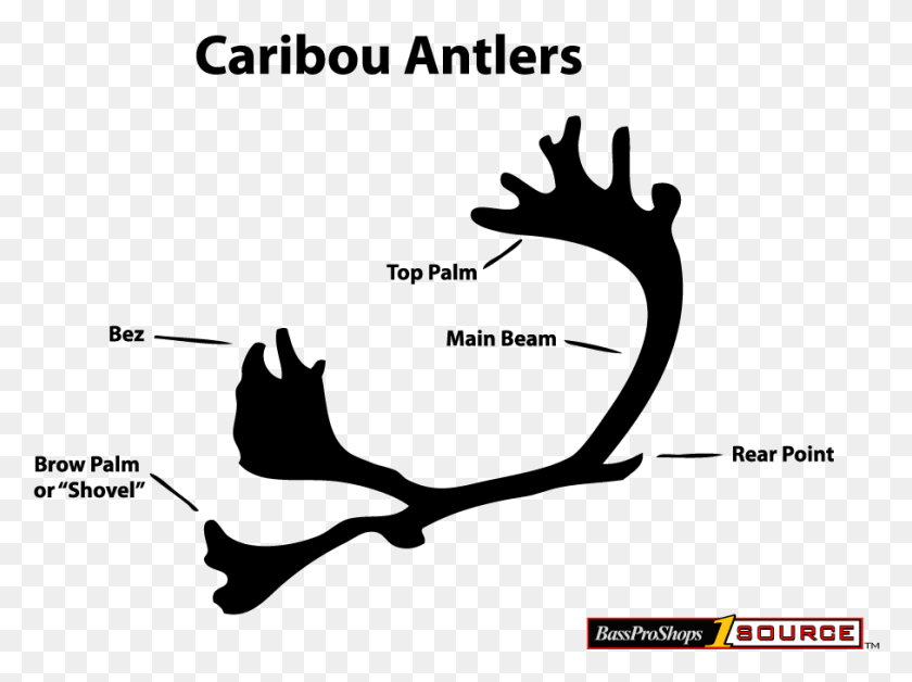908x662 Caribou Antlers About Tea Partiers, Gray, World Of Warcraft HD PNG Download
