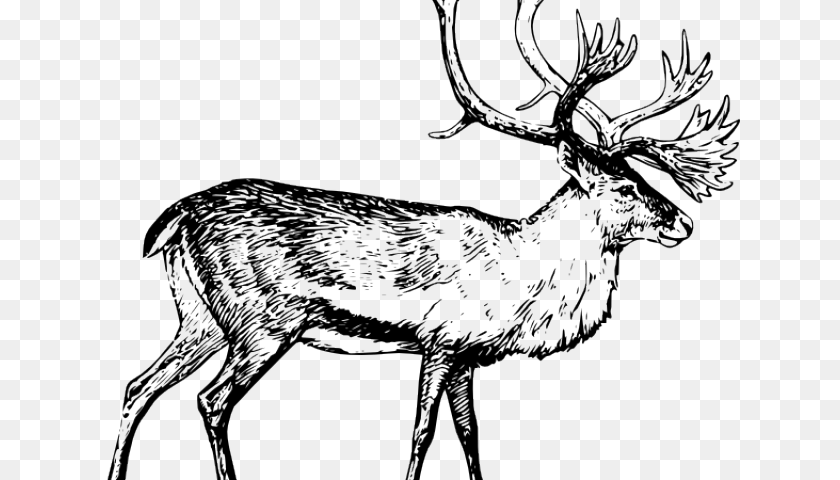 640x480 Caribou Clipart Polar Express, Animal, Deer, Elk, Mammal Sticker PNG