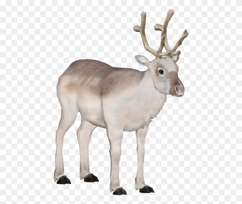 471x650 Caribou Peary Caribou, Antelope, Wildlife, Mammal HD PNG Download