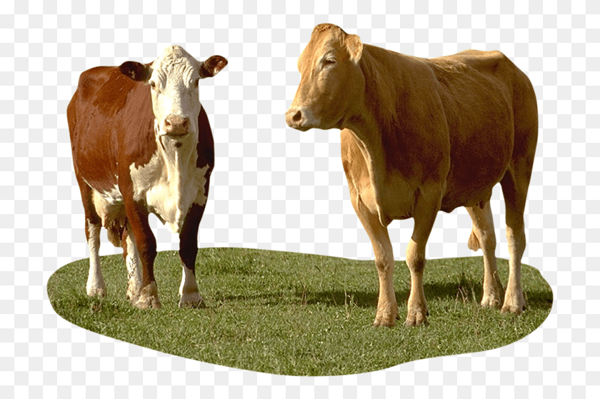 713x499 Caricatura Vaca En Moto Dairy Cow, Крупный Рогатый Скот, Млекопитающее, Животное Hd Png Скачать