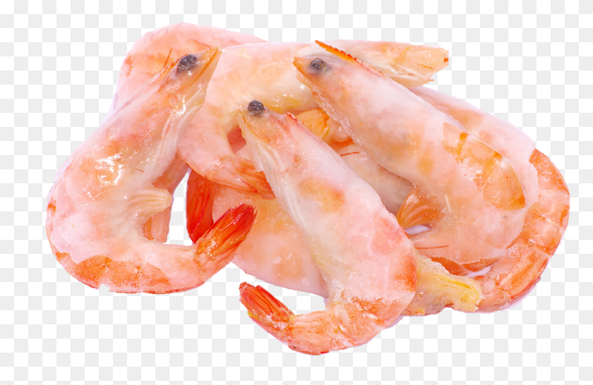 890x555 Caridea Frying Shrimps Botan Shrimp, Морепродукты, Морская Жизнь, Еда Png Скачать