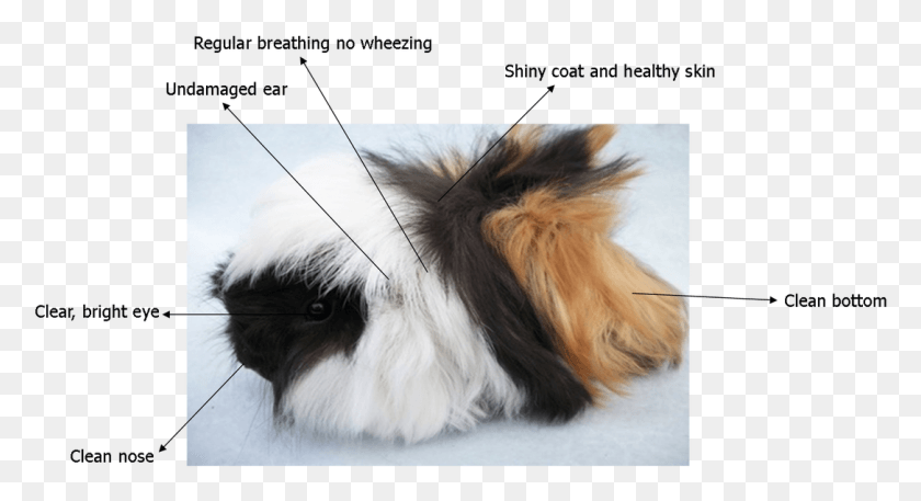 1086x553 Caring For Your Guinea Pig Fly Strike Guinea Pigs, Cushion, Pillow, Dog HD PNG Download