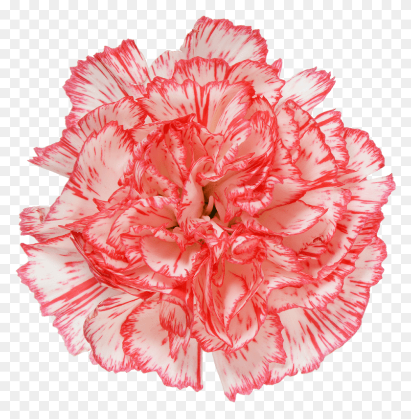 948x969 Carnation, Plant, Flower, Blossom HD PNG Download
