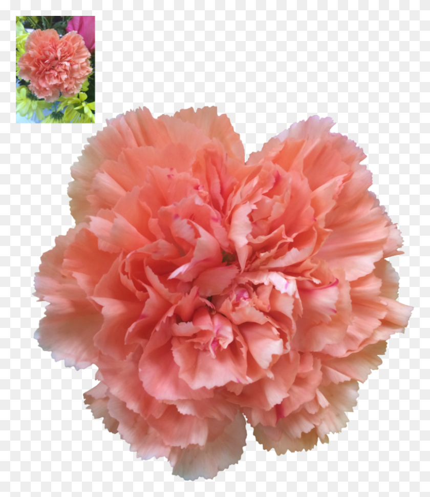 804x939 Carnation, Plant, Flower, Blossom HD PNG Download