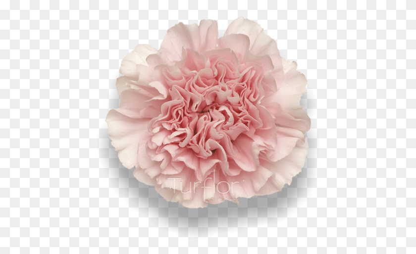 455x454 Carnation, Plant, Flower, Blossom HD PNG Download
