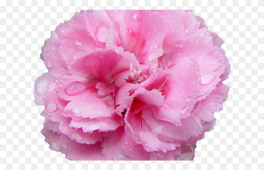 633x481 Carnation Clipart Transparent Background Carnation Flower Transparent Background, Plant, Blossom, Rose HD PNG Download
