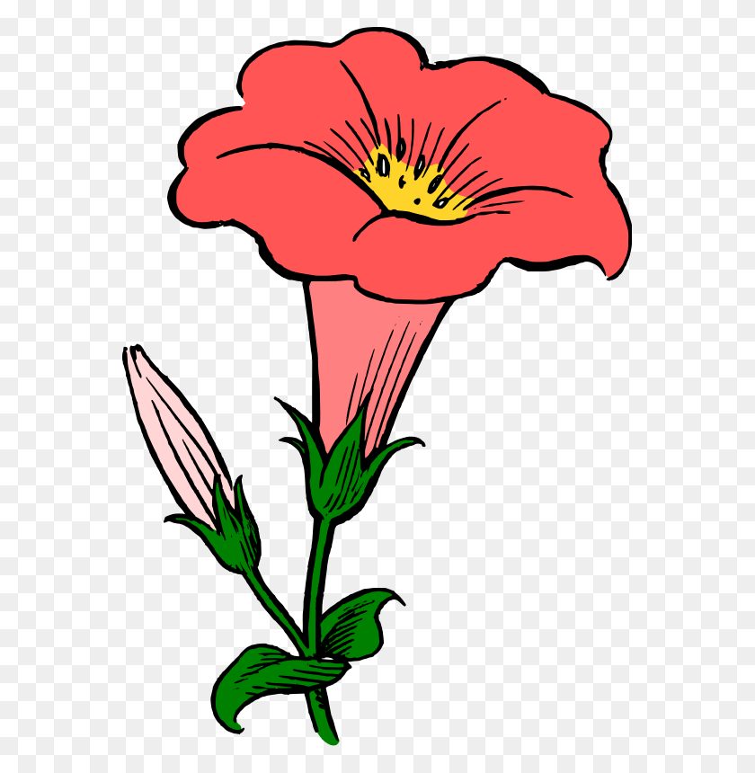567x800 Carnation Flower Clipart, Plant, Blossom, Petal HD PNG Download
