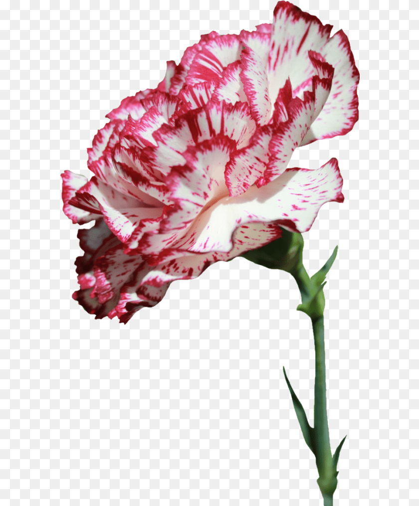 601x1014 Carnation Flower Images Carnation Flower Plant, Rose Transparent PNG