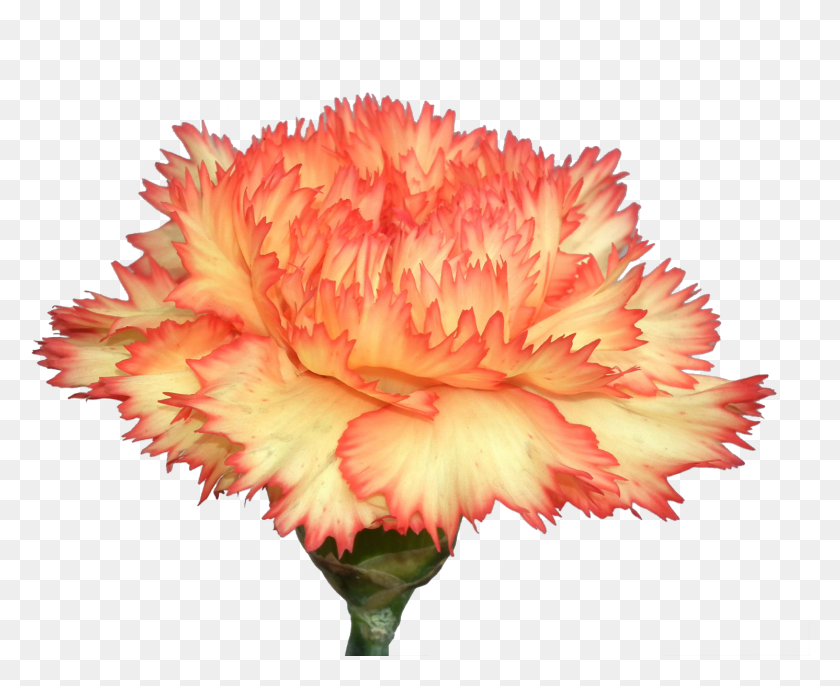 1491x1197 Carnation Flowers Photo Background Yellow And Orange Carnations, Plant, Flower, Blossom HD PNG Download