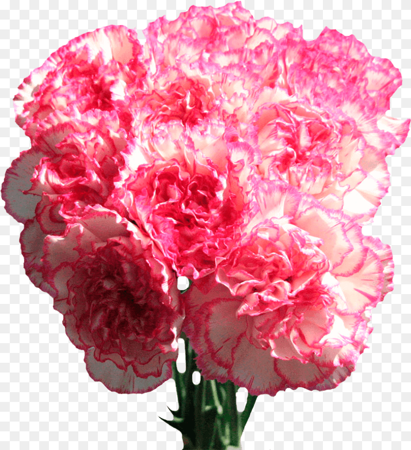 853x932 Carnation Flowers White With Pink Edges Next Day Delivery Carnation, Flower, Plant, Rose PNG