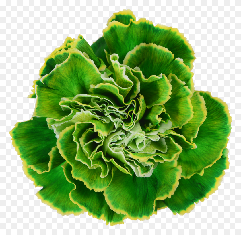 905x884 Carnation Lime Green, Plant, Kale, Cabbage Descargar Hd Png