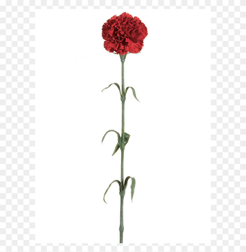 601x801 Carnation Spray X1 Red Cockscomb, Plant, Flower, Blossom HD PNG Download