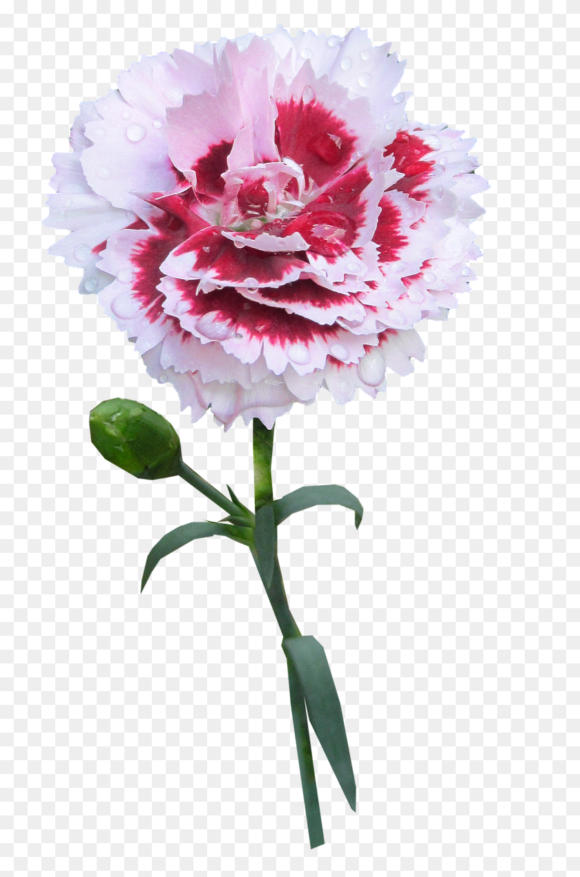 719x1209 Гвоздика Стебель Цветок Клавель, Растение, Цветение Hd Png Скачать