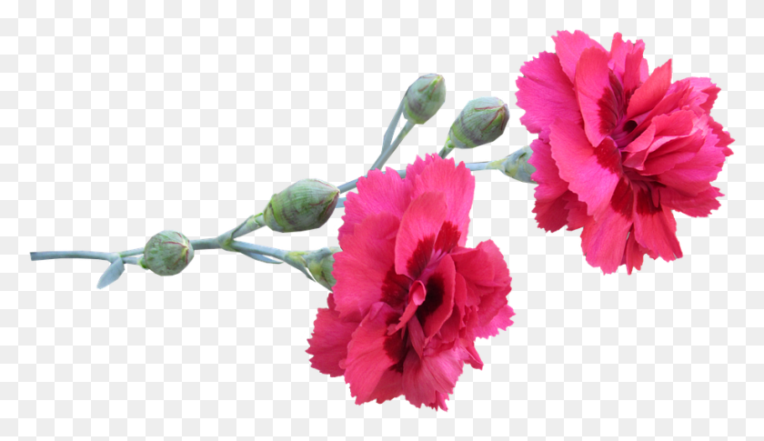 916x500 Carnation Stem Flowers Garofano, Plant, Flower, Blossom HD PNG Download