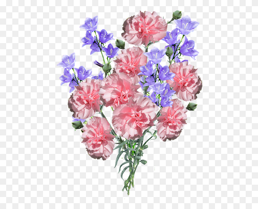 479x619 Гвоздики Цветы Синий Букет, Растение, Цветок, Цветение Hd Png Скачать