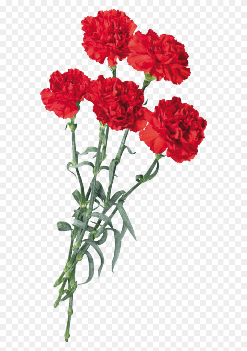 570x1132 Carnations Flowers Scspringflowers Springflowers Red Carnation Flower, Plant, Blossom HD PNG Download