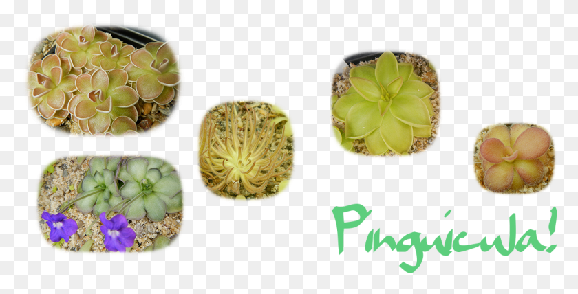1131x534 Carnivorous Plants Usa Weberocereus, Plant, Food, Vegetable HD PNG Download