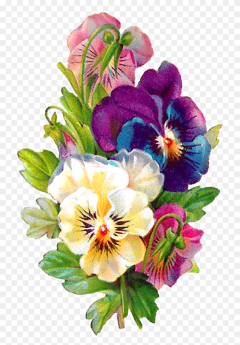 725x1147 Carolyn Iott Pansy, Plant, Flower, Blossom HD PNG Download