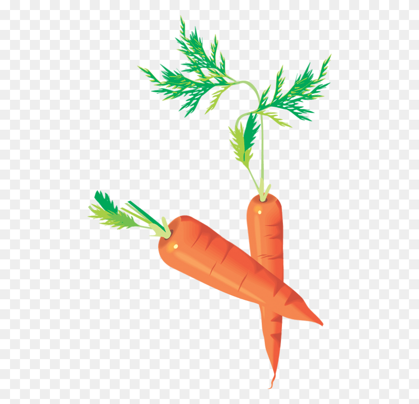 490x750 Carottes Carrots Drawing Zanahorias Mhren Baby Carrot, Plant, Vegetable, Food HD PNG Download