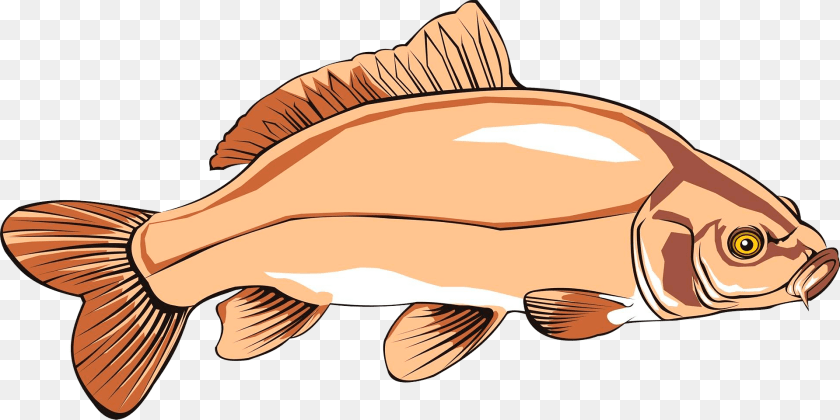 1920x961 Carp Animal, Fish, Sea Life Clipart PNG