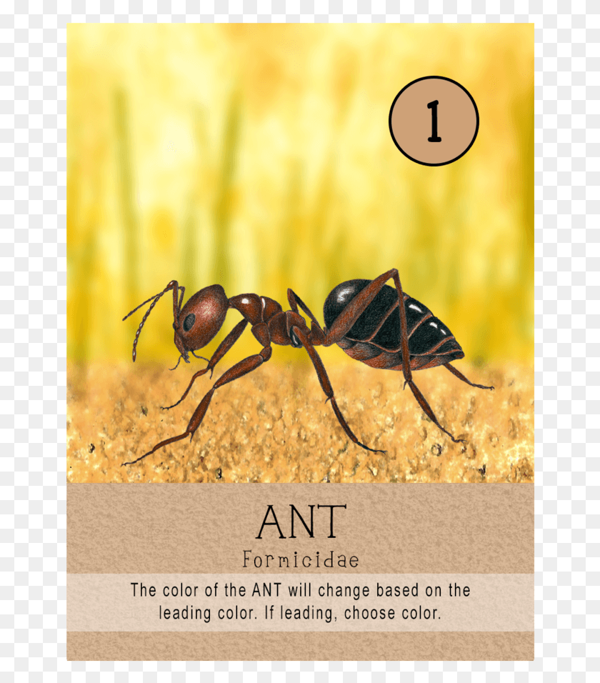 658x896 Carpenter Ant, Insect, Invertebrate, Animal HD PNG Download