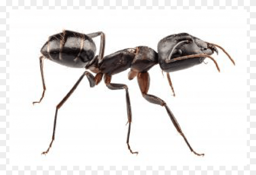 1431x945 Carpenter Ants Kentucky Ants, Ant, Insect, Invertebrate HD PNG Download