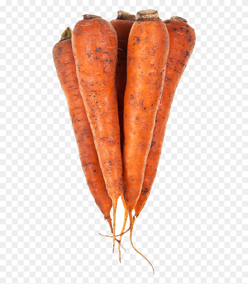 488x902 Морковь, Растение, Овощи, Еда Hd Png Скачать