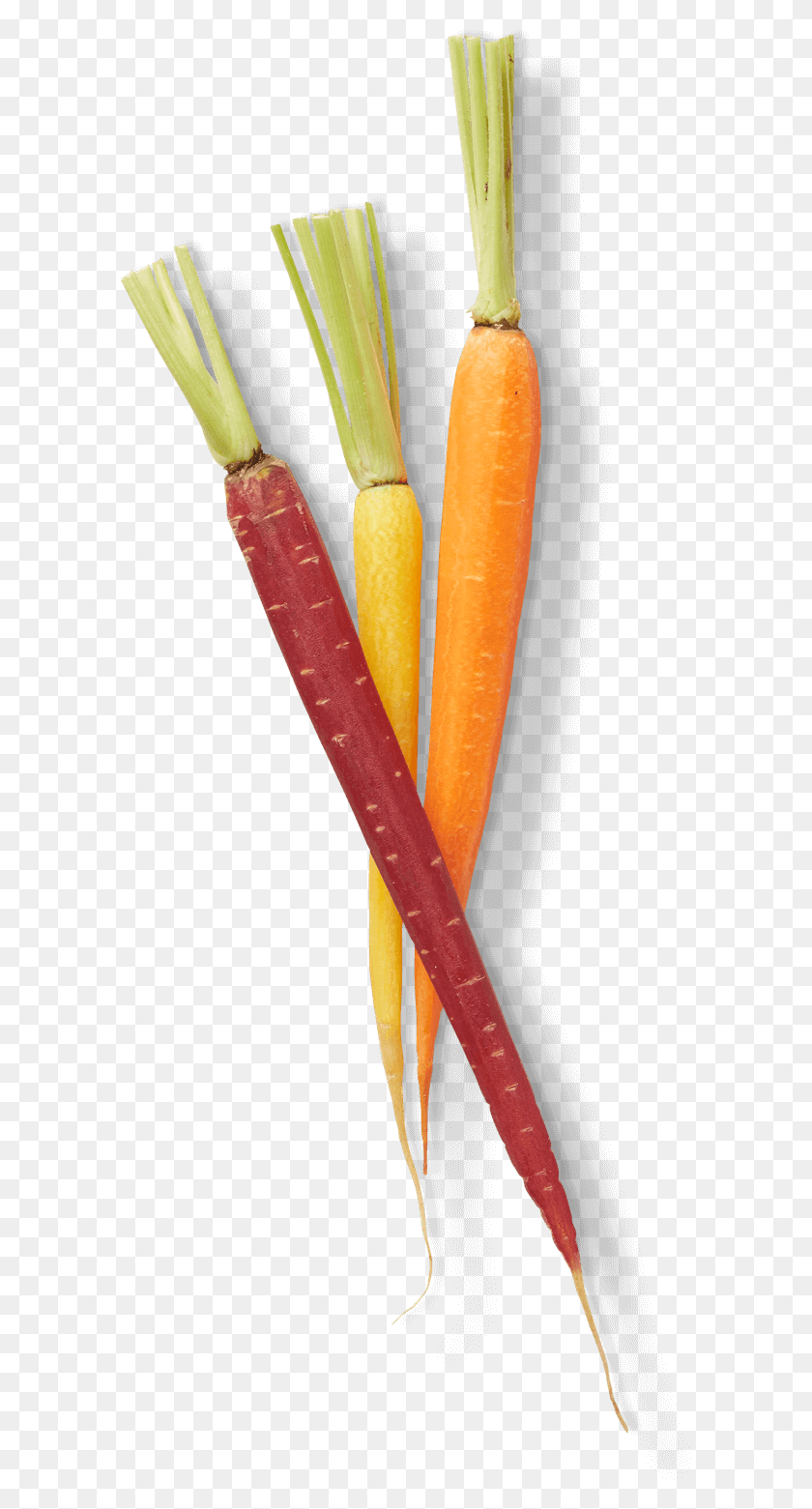 591x1501 Морковь, Растение, Овощи, Еда Hd Png Скачать