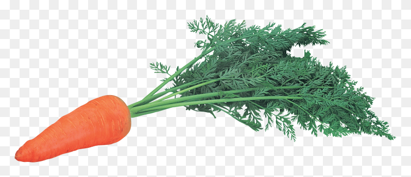 1616x628 Carrot Image Morkov, Plant, Seasoning, Food HD PNG Download