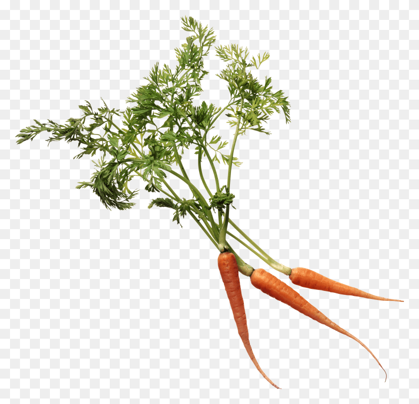 2858x2755 Carrot Leaves, Plant, Vegetable, Food HD PNG Download