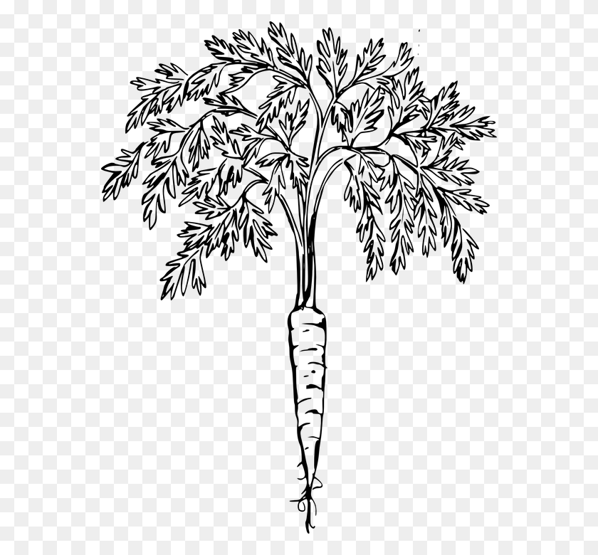 556x720 Carrot Root Vegetable Leaves Plant Edible Food Carrot Clip Art, Gray, World Of Warcraft HD PNG Download