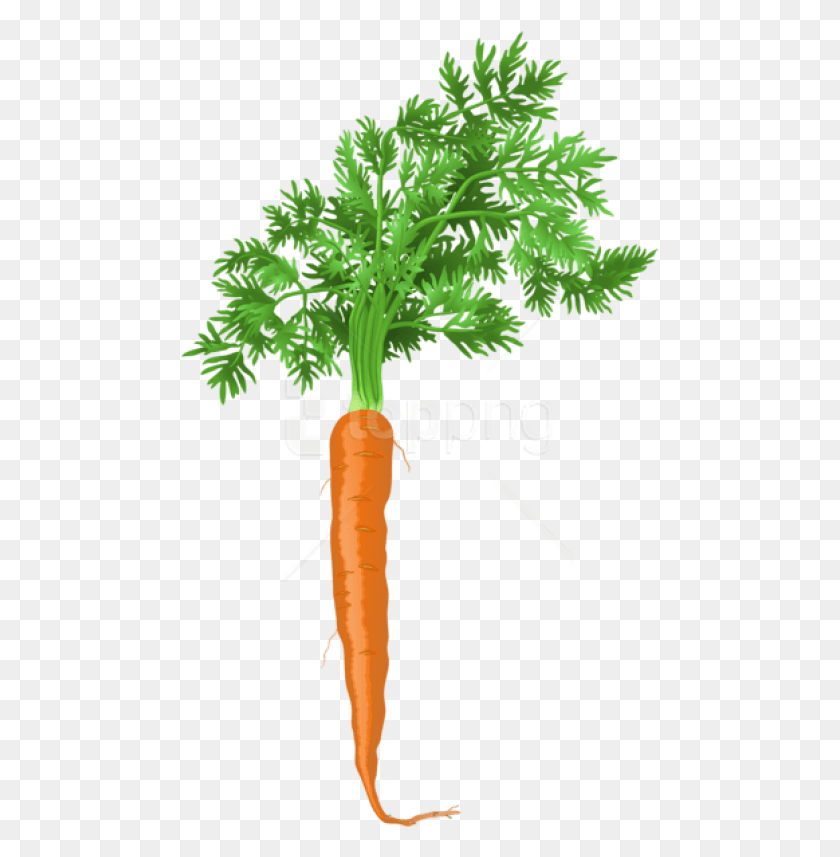479x797 Carrot Root Vegetable Plant Transparent, Food HD PNG Download