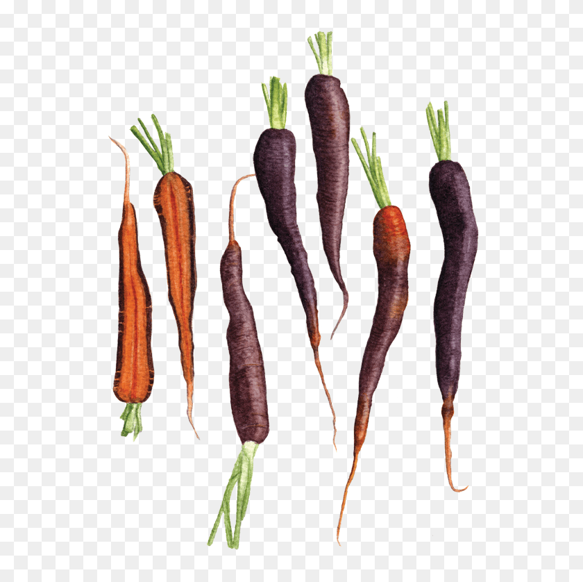 560x778 Морковь 39Purple Haze39 Морковь, Растение, Овощи, Еда Hd Png Скачать