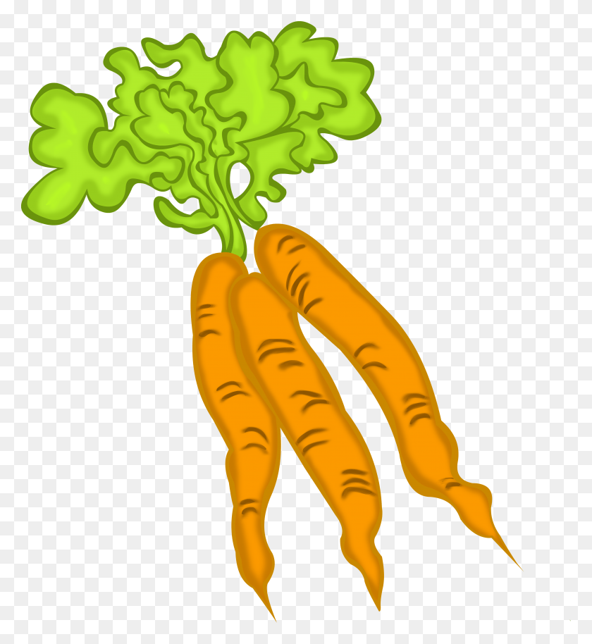 4246x4652 Carrots Leave Drawing Transparent Clipart Free Carrot, Plant, Vegetable, Food HD PNG Download