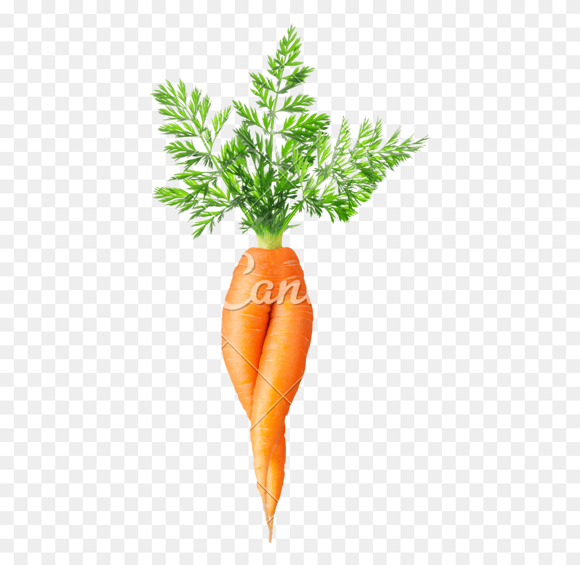 412x758 Carrots Two Carrot With No Background, Plant, Vegetable, Food HD PNG Download