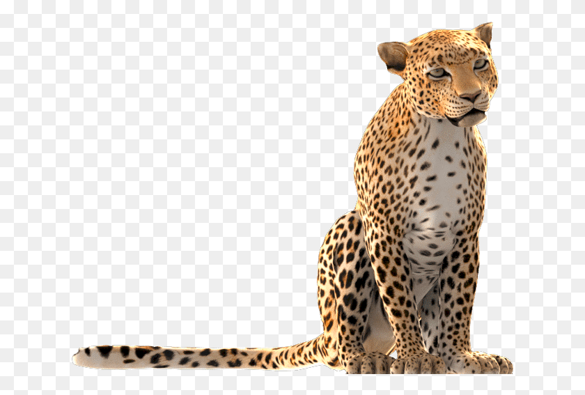 636x507 Cartier Party Dbx African Leopard, Cheetah, La Vida Silvestre, Mamífero Hd Png