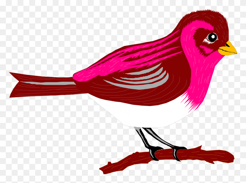 960x696 Cartoon Bird On Branch, Animal, Finch, Cardinal HD PNG Download