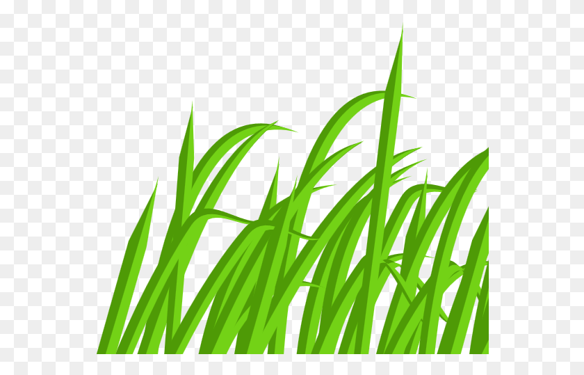 566x479 Cartoon Blade Of Grass Transparent, Plant, Lawn, Vegetation HD PNG Download