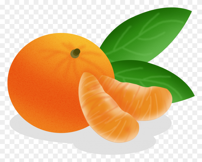 1429x1127 Cartoon Hand Drawn Fruit Food And Psd Tangerine, Plant, Citrus Fruit, Produce HD PNG Download