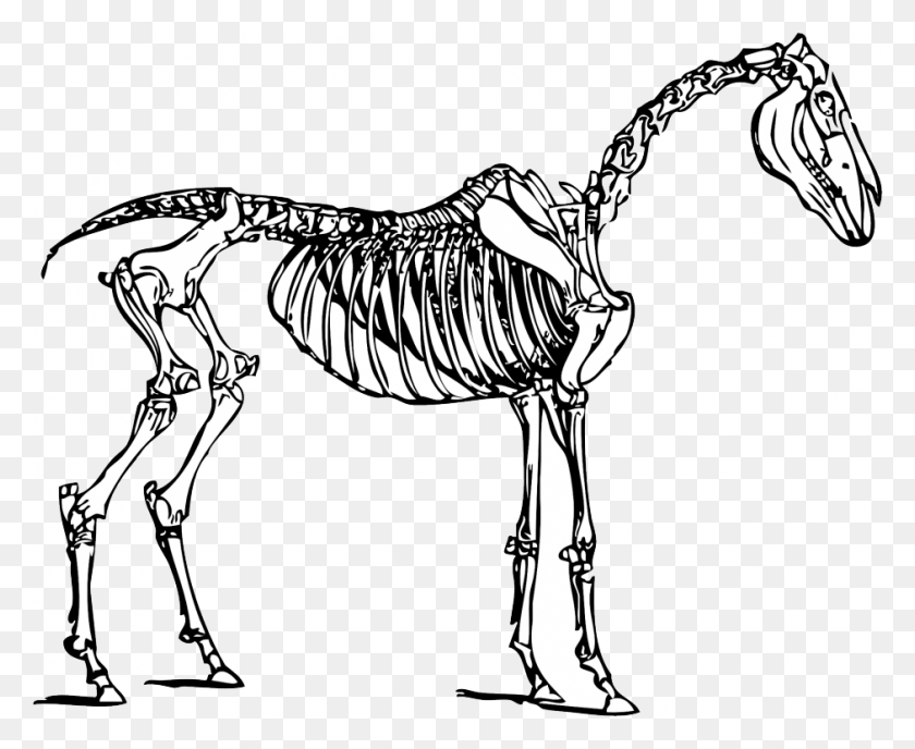 940x757 Cartoon Horse Skeleton Clipart, Animal, Bird, Mammal HD PNG Download